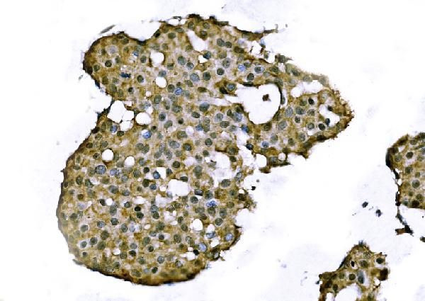 TCEB2 Antibody in Immunohistochemistry (Paraffin) (IHC (P))