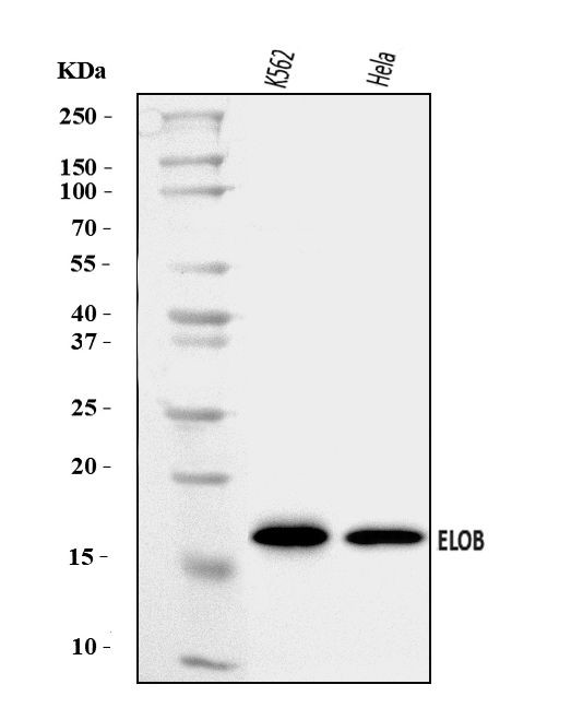 TCEB2 Antibody in Western Blot (WB)