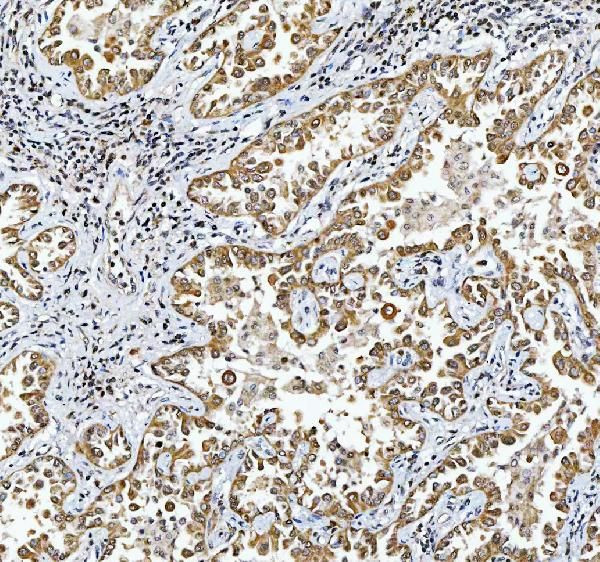 C19orf43 Antibody in Immunohistochemistry (Paraffin) (IHC (P))