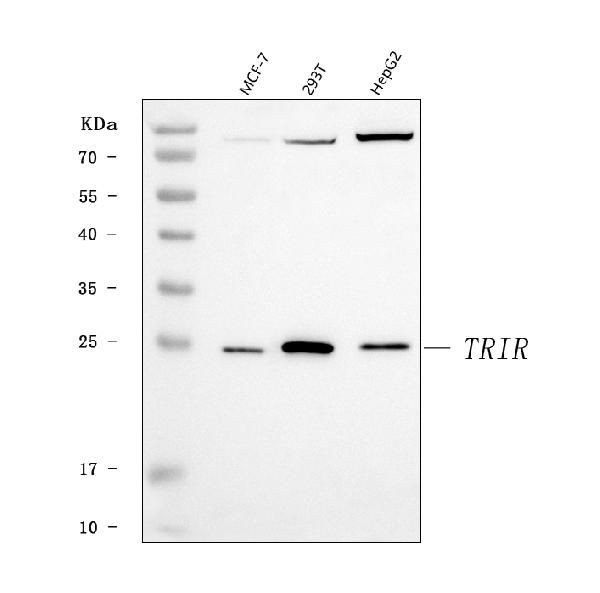 C19orf43 Antibody in Western Blot (WB)