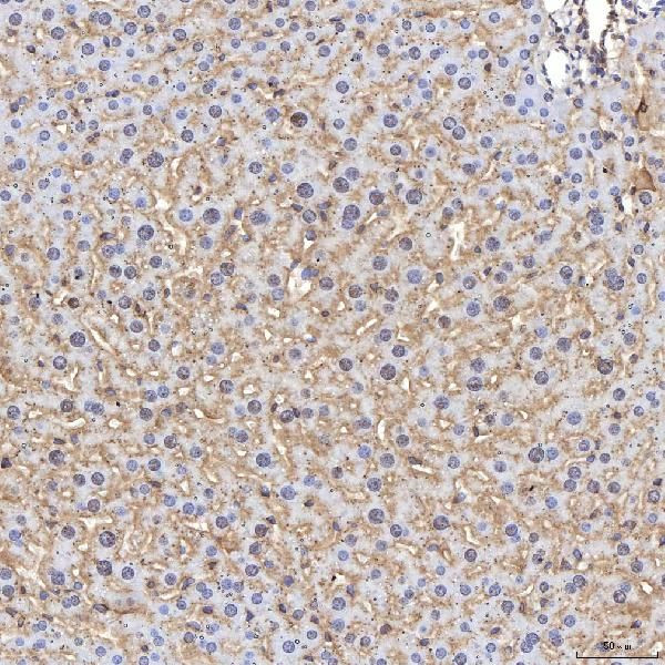 TIMD2 Antibody in Immunohistochemistry (Paraffin) (IHC (P))