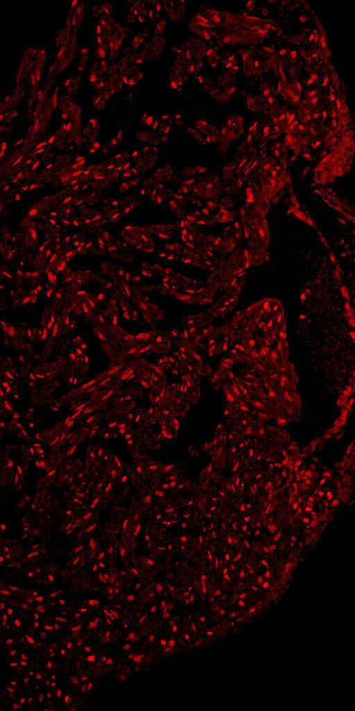 MEF2A Antibody in Immunohistochemistry (Frozen) (IHC (F))