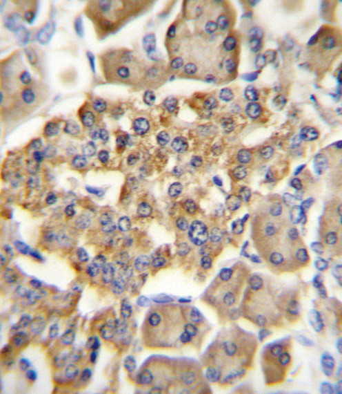 GIPR Antibody in Immunohistochemistry (Paraffin) (IHC (P))