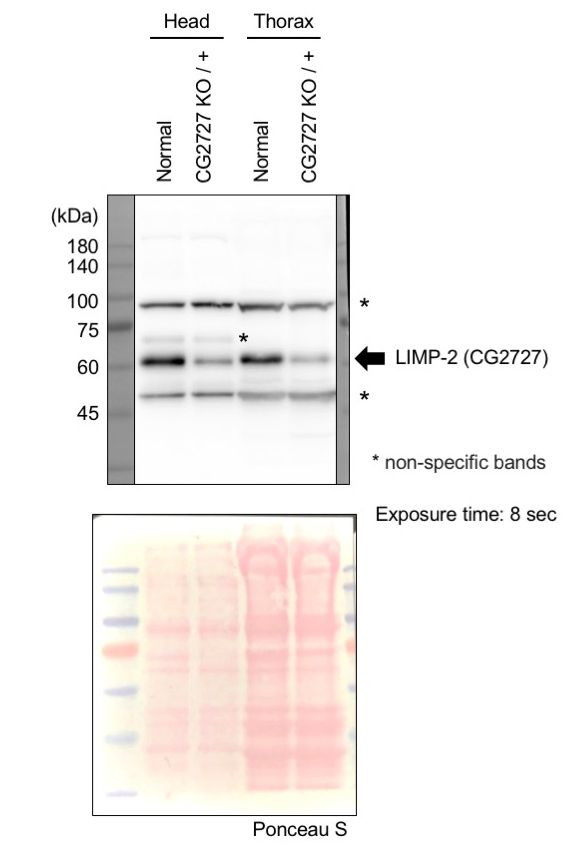 CG2727 Antibody in Western Blot (WB)