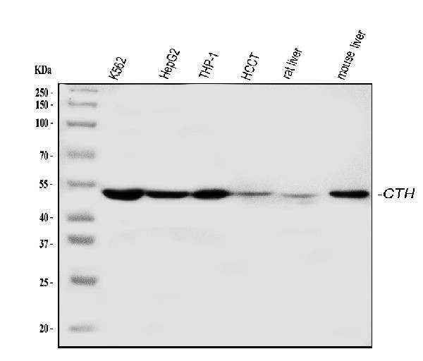 CTH Antibody in Western Blot (WB)