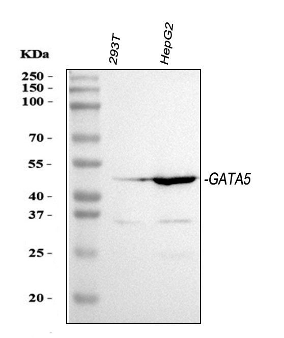 GATA5 Antibody in Western Blot (WB)