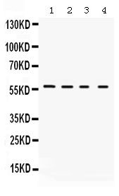 KV1.2 (KCNA2) Antibody in Western Blot (WB)