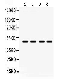 PAR2 Antibody in Western Blot (WB)