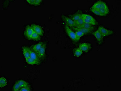 DDX3 Antibody in Immunocytochemistry (ICC/IF)