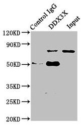 DDX3 Antibody in Immunoprecipitation (IP)