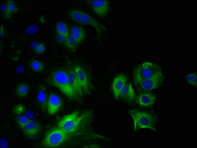 MYADM Antibody in Immunocytochemistry (ICC/IF)