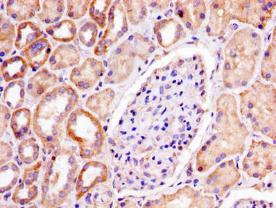 Prohibitin Antibody in Immunohistochemistry (Paraffin) (IHC (P))