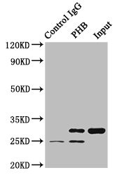 Prohibitin Antibody in Immunoprecipitation (IP)