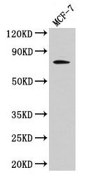 c-Raf Antibody in Western Blot (WB)