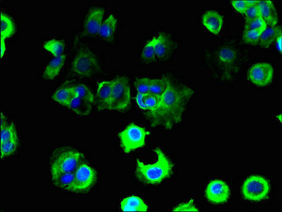 TAS2R41 Antibody in Immunocytochemistry (ICC/IF)