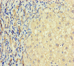 TAS2R41 Antibody in Immunohistochemistry (Paraffin) (IHC (P))