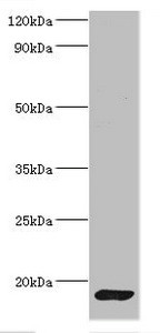 Calmodulin Antibody in Western Blot (WB)