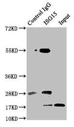 ISG15 Antibody in Immunoprecipitation (IP)