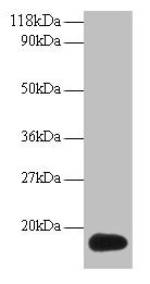 ISG15 Antibody in Western Blot (WB)