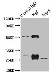 NGF Antibody in Immunoprecipitation (IP)