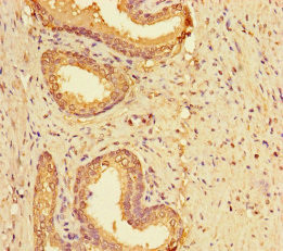 LYPD2 Antibody in Immunohistochemistry (Paraffin) (IHC (P))