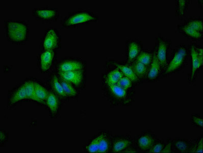 VMO1 Antibody in Immunocytochemistry (ICC/IF)