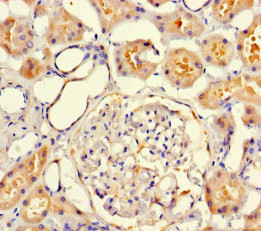 VMO1 Antibody in Immunohistochemistry (Paraffin) (IHC (P))