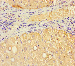 VMO1 Antibody in Immunohistochemistry (Paraffin) (IHC (P))