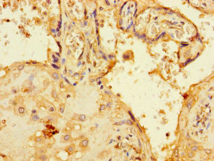 C1orf54 Antibody in Immunohistochemistry (Paraffin) (IHC (P))