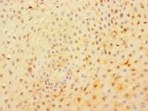 C1orf54 Antibody in Immunohistochemistry (Paraffin) (IHC (P))