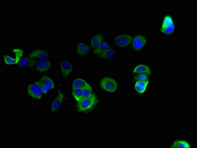 C10orf111 Antibody in Immunocytochemistry (ICC/IF)