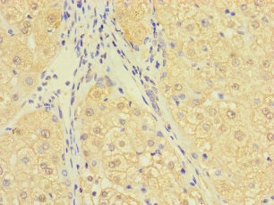 C10orf111 Antibody in Immunohistochemistry (Paraffin) (IHC (P))