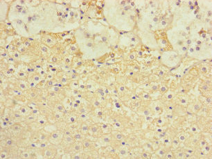 TSPAN14 Antibody in Immunohistochemistry (Paraffin) (IHC (P))