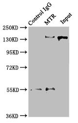 MTR Antibody in Immunoprecipitation (IP)