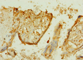 TTLL2 Antibody in Immunohistochemistry (Paraffin) (IHC (P))