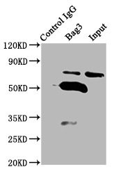 BAG3 Antibody in Immunoprecipitation (IP)