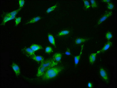 NRBP2 Antibody in Immunocytochemistry (ICC/IF)