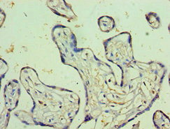 PSG1 Antibody in Immunohistochemistry (Paraffin) (IHC (P))