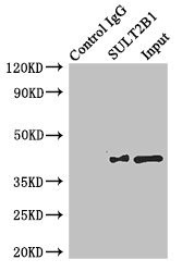 SULT2B1 Antibody in Immunoprecipitation (IP)