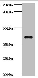 SULT2B1 Antibody in Western Blot (WB)