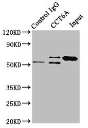 TCP-1 zeta Antibody in Immunoprecipitation (IP)