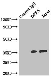 ICAD Antibody in Immunoprecipitation (IP)