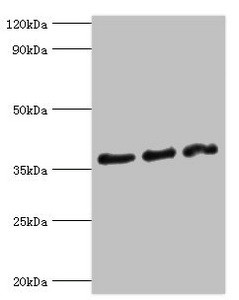 ICAD Antibody in Western Blot (WB)