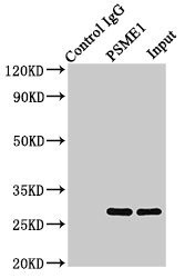 PSME1 Antibody in Immunoprecipitation (IP)