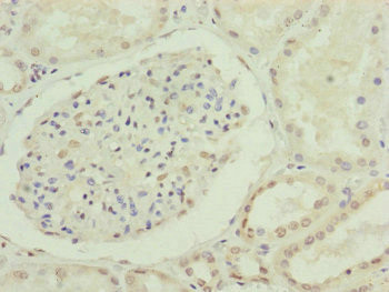 Cdc45L Antibody in Immunohistochemistry (Paraffin) (IHC (P))