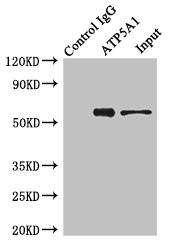 ATP5A1 Antibody in Immunoprecipitation (IP)