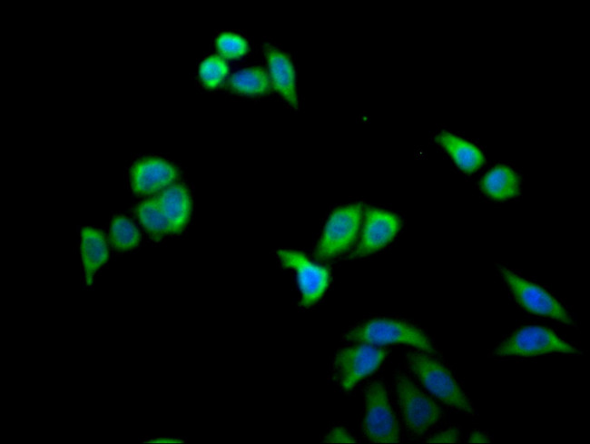 MX1 Antibody in Immunocytochemistry (ICC/IF)