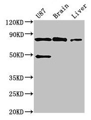 GARS Antibody in Western Blot (WB)