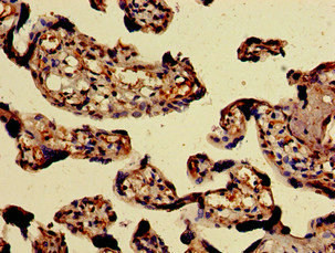 PAEP Antibody in Immunohistochemistry (Paraffin) (IHC (P))