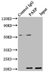 PAEP Antibody in Immunoprecipitation (IP)